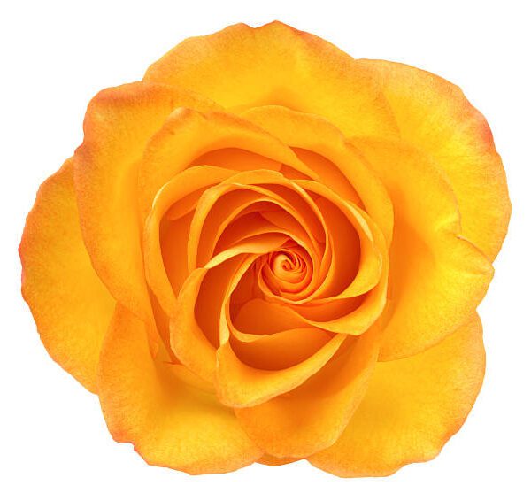 Blossom Membership