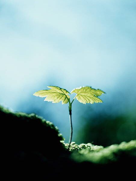 Seedling Membership